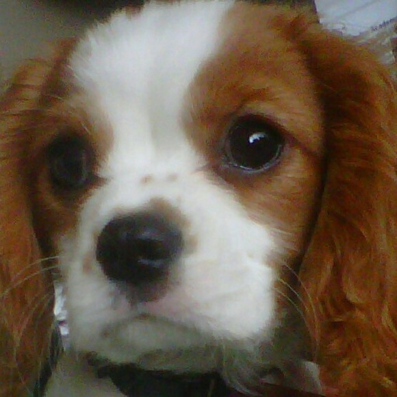 Meet your Posher, Mary - Picture 1 of 1